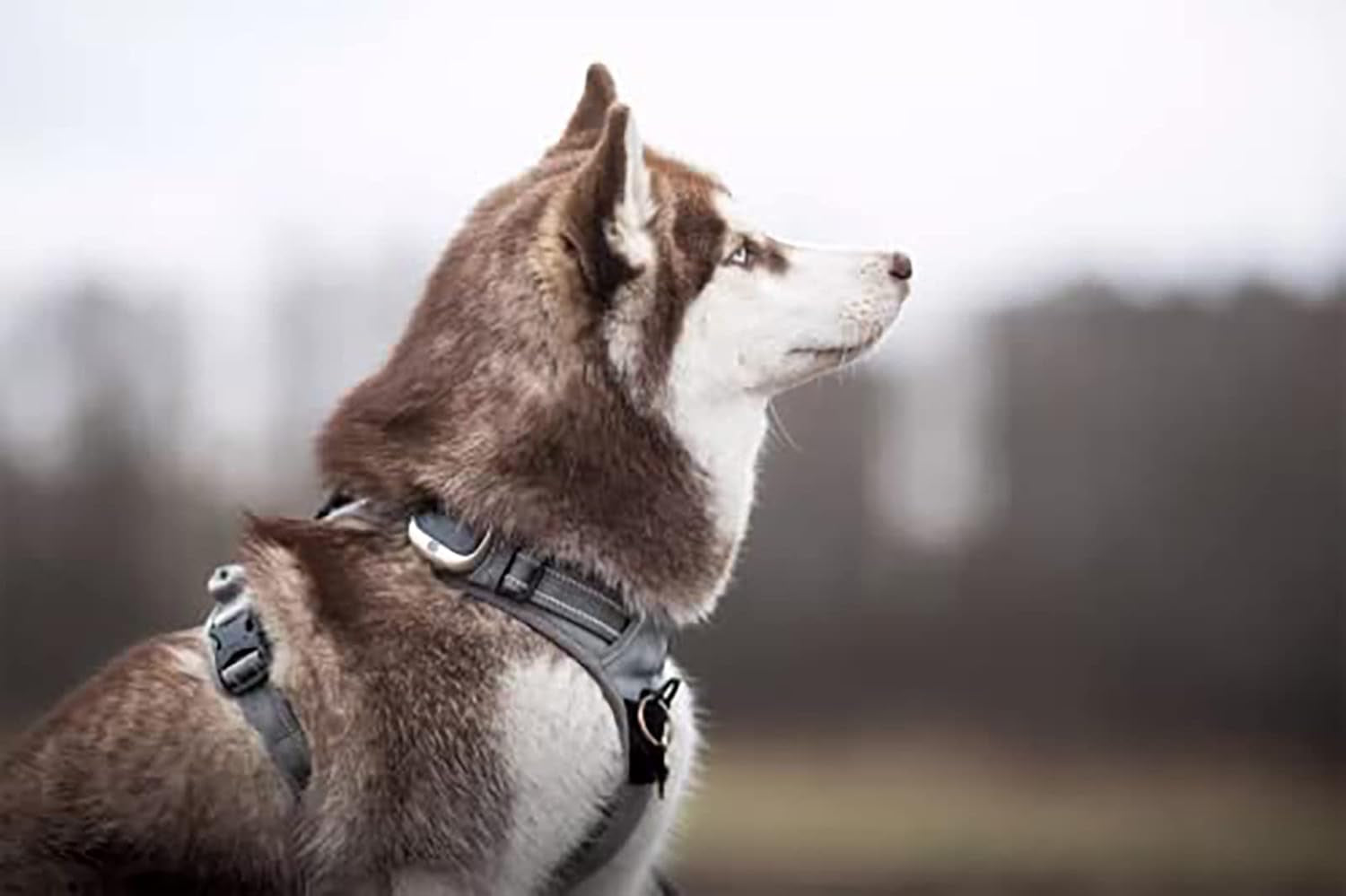 TRUE LOVE Adjustable No-Pull Dog Harness with Reflective Features - Comfortable Control Vest in Gray (Large)