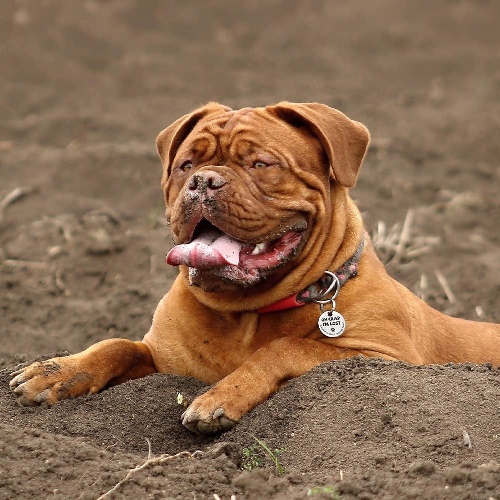 MYLUCKYTAG Stainless Steel QR Code Pet Identification Tags - Instant Location Alerts via QR Scan